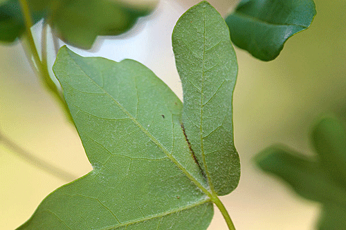 Phyllonorycter monspessulanella: mine on Acer monspessulanum