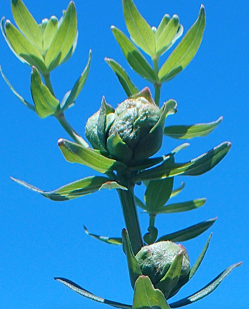 Contarinia molluginis: gall on Galium boreale