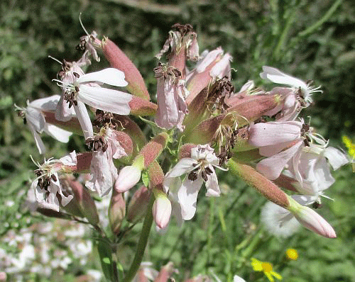Microbotryum saponariae on Saponaria officinalis