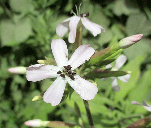 Microbotryum saponariae on Saponaria officinalis