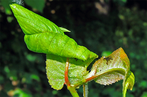 Myzus cerasi: gall on Prunus avium