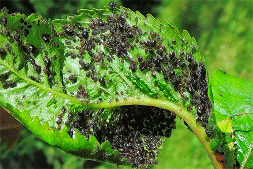 Myzus cerasi: colony on Prunus avium