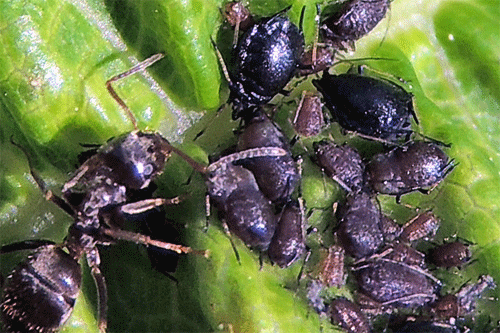 Myzus cerasi: ant visit