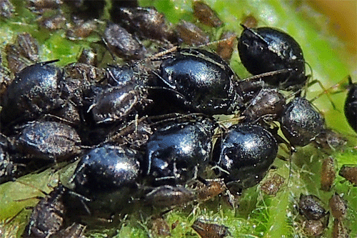 Myzus cerasi: colony