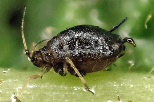 Myzus cerasi: aptera