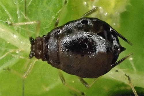 Myzus cerasi: aptera