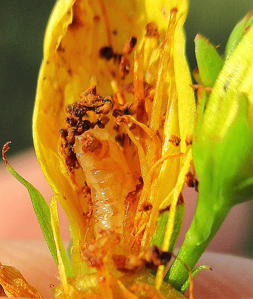 Pegomya meridiana: larva