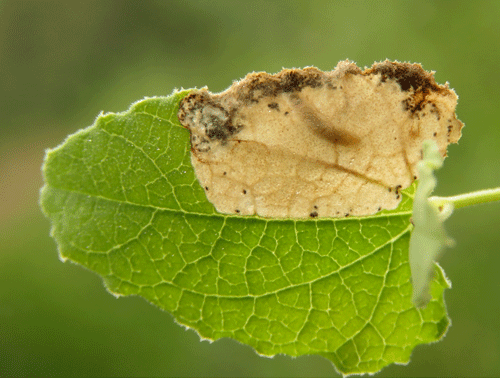 Millieria dolosalis: mine on Aristolochia pistolachia