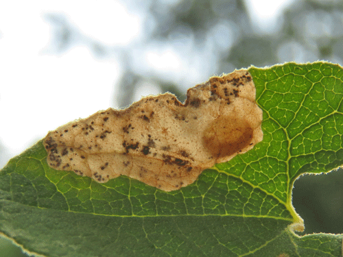 Millieria dolosalis: cocoon