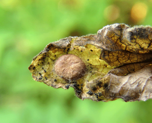 Millieria dolosalis: cocoon