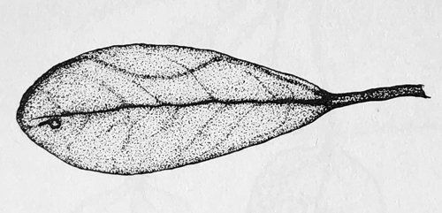 Etainia albimaculella mine