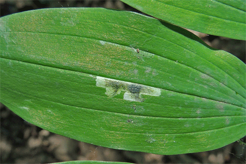 Americina media: mine on Polygonatum multiflorum