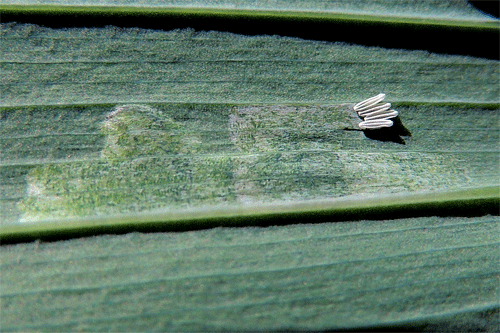 Americina media: mine on Polygonatum multiflorum