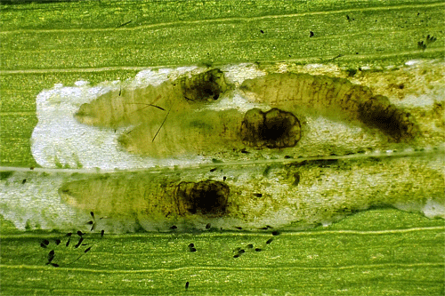 Americina media: larvae