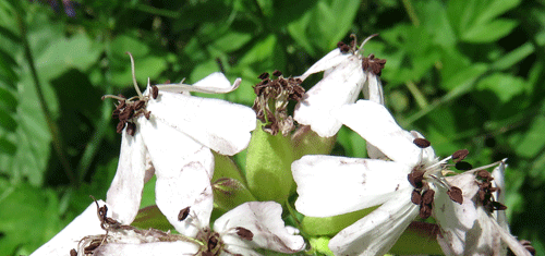 Microbotryum saponariae on Saponaria officinalis