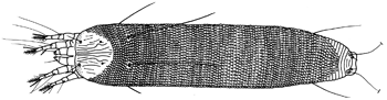 Phytoptus atherodes