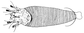 Platyphytoptus juniperi