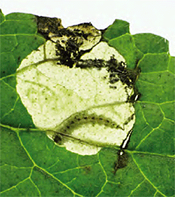 Trachys problematicus: occupied mine