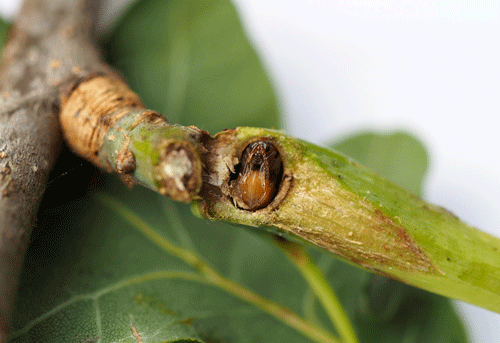 Andricus aries: pupa in gall
