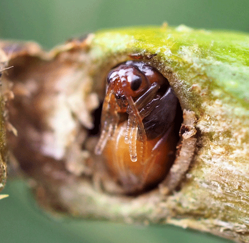 Andricus aries: pupa in gall