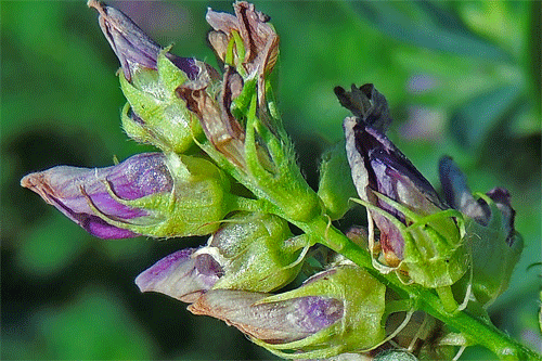 Contarinia medicaginis: galls on Medicago sativa
