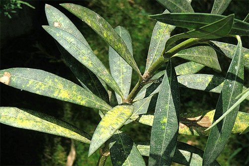 Aspidiotus nerii on Nerium oleander