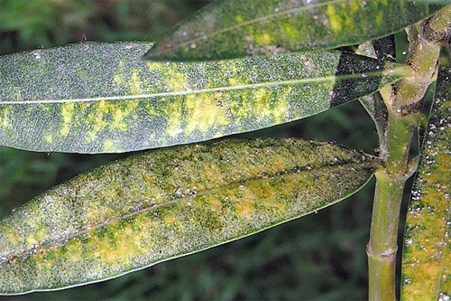 Aspidiotus nerii on Nerium oleander