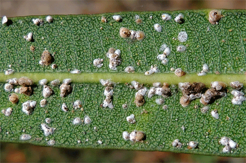 Aspidiotus nerii on Nerium oleander