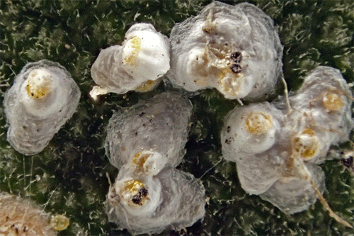 Aspidiotus nerii: females