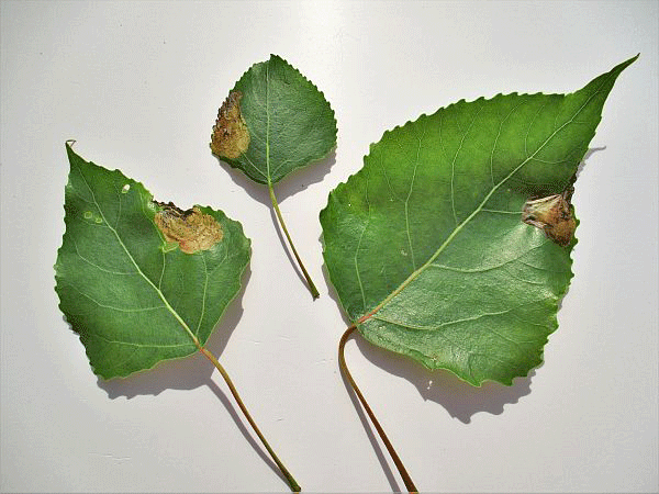 Fenusella hortulana: mines on Populus x canadensis