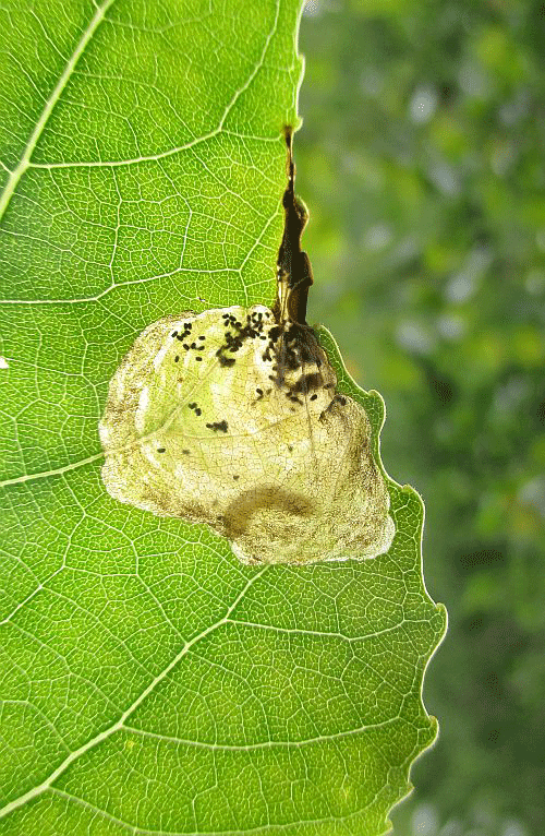 Fenusella hortulana: mine with prepura on Populus x canadensis