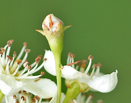 Anthonomus pedicularius: gall on Crataegus monogyna