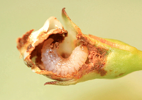 Anthonomus pedicularius: larva