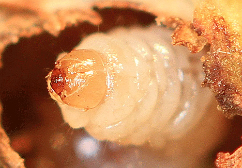 Anthonomus pedicularius: larva