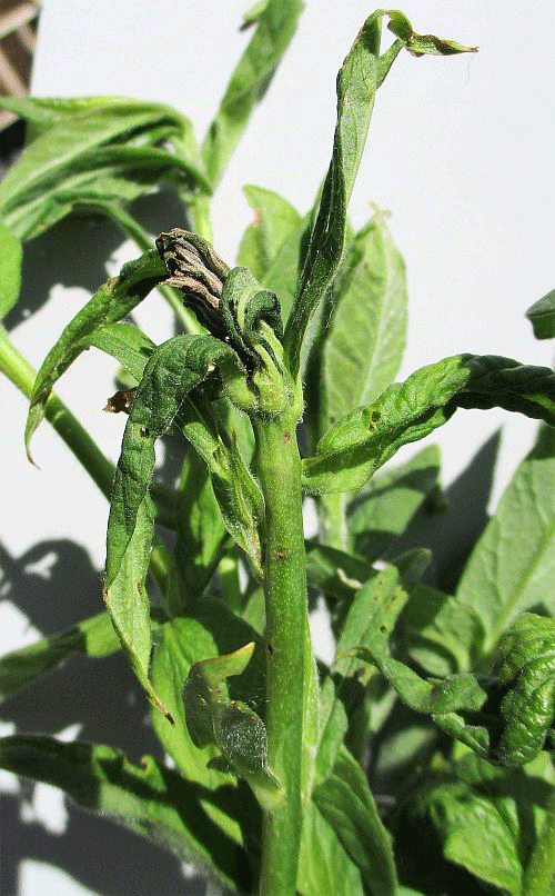Hydraecia micacea on Lysimachia vulgaris