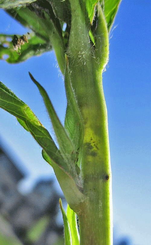 Hydraecia micacea on Lysimachia vulgaris