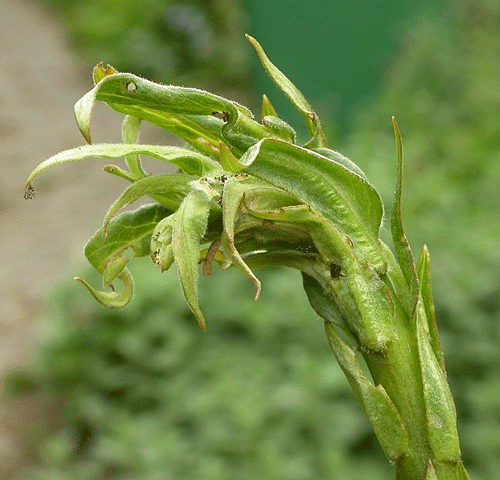 Monochroa conspersella: larva on Lysimachia vulgaris