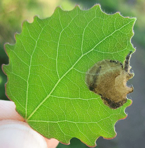 Fenusella glaucopis: mine