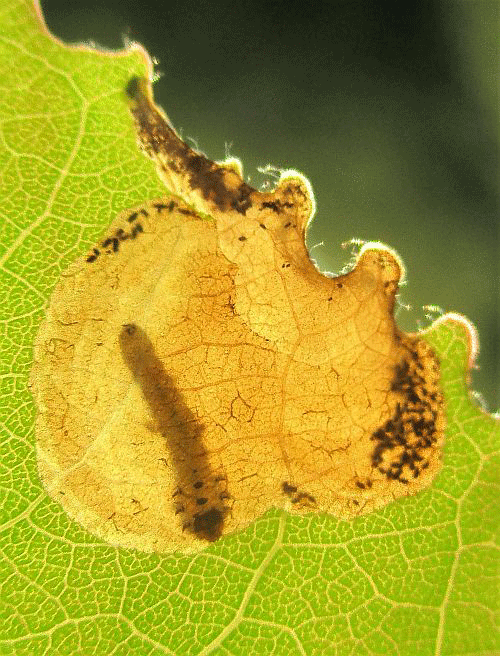 Fenusella glaucopis: occupied mine on Populus tremula