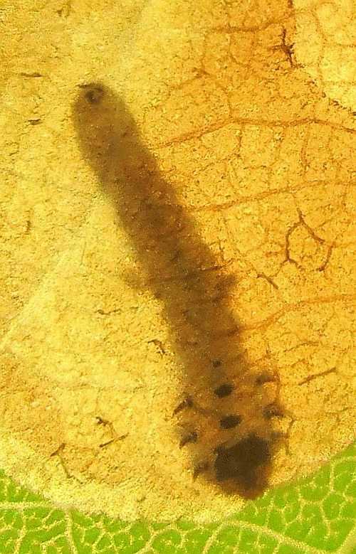 Fenusella glaucopis: larva