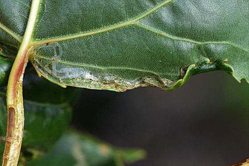 Phyllocnistis extrematrix: mine on Populus x canadensis