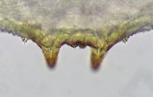 Placochela nigripes: larva