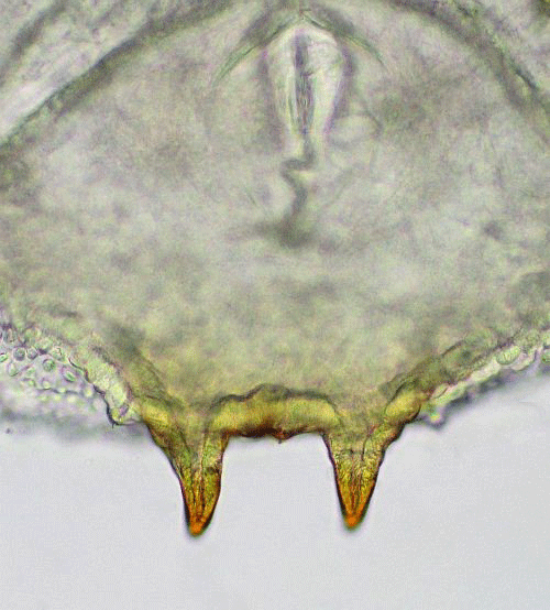 Placochela nigripes: larva