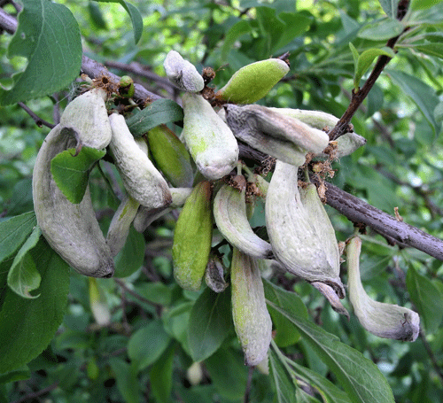 Taphrina pruni pn Prunus serotina