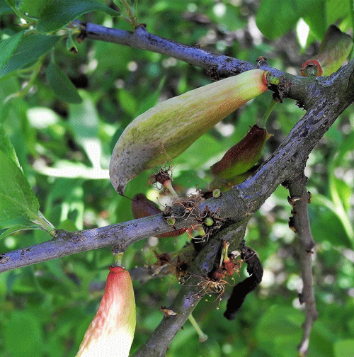 Taphrina pruni pn Prunus serotina
