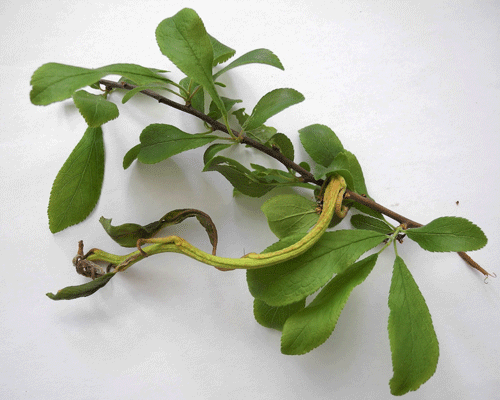 Taphrina pruni pn Prunus serotina