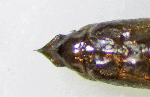 Phyllovnistis valentinensis pupa