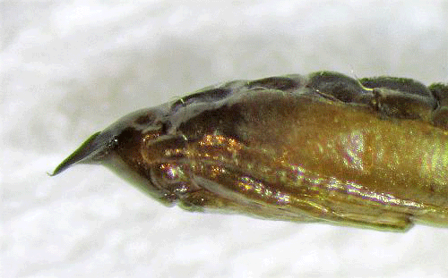 Phyllovnistis valentinensis pupa