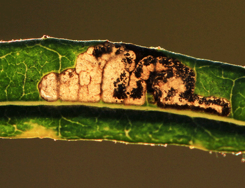 Stigmella obliquella: vacated mine on Salix eleagnos