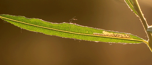 Stigmella obliquella: vacated mine on Salix eleagnos